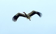 Storch im Anflug auf Rathsdorf/Altgaul