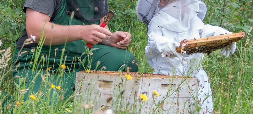 Imker Marcel Reetz, bee keeper