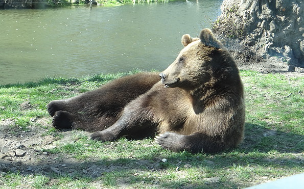 Europäischer Braunbär, Foto: Zoo Hoyerswerda