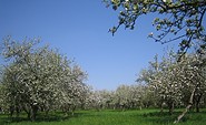 Bergschäferei / Die Biokelterei - Obstwiese in Blüte