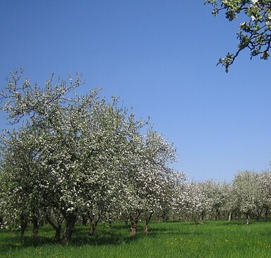 Landwirtschaftsbetrieb Bergschäferei / Die Biokelterei (sheep and agricultural products)