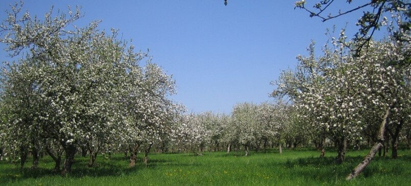 Landwirtschaftsbetrieb Bergschäferei / Die Biokelterei (sheep and agricultural products)