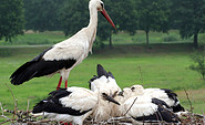 Störche, Foto: Klaus Klemke