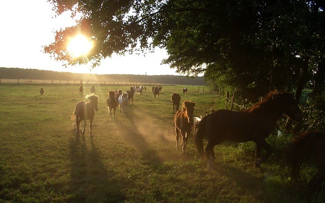 Galoppierende Ponys auf der Koppel © Reiter- &amp; Erlebnisbauernhof Groß Briesen GmbH