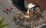 Lübbenauer Storchentour, Foto: Spreewald-Touristinformation Lübbenau e.V.