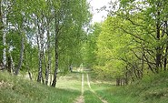 Die Kyritz-Ruppiner Heide, Foto: Michelle Engel