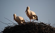 Störche im Nest, Foto: LUGV Brandenburg 2011, Schormann