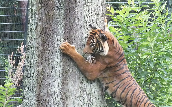 Tiger auf der in 2015 neueröffneten Außenanlage, Foto: Tierpark Cottbus