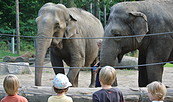 Elefanten Karla und Sundali, Foto: Tierpark Cottbus