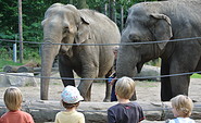 Elefanten Karla und Sundali, Foto: Tierpark Cottbus