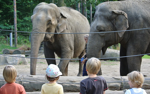 Elefanten Karla und Sundali, Foto: Tierpark Cottbus