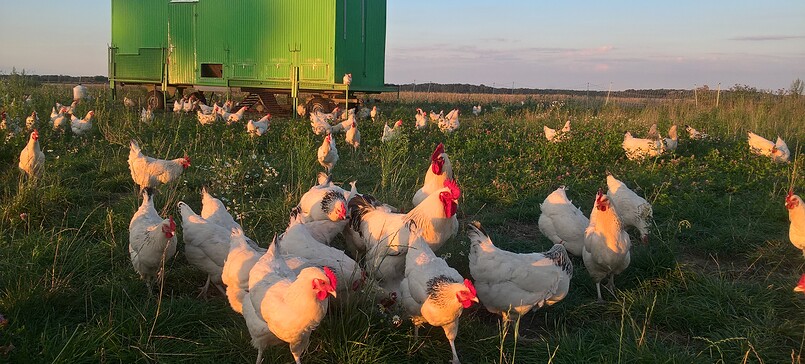 Bauernhof Erz (ecological farming)