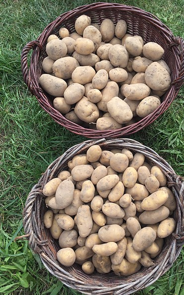 Kartoffelernte, Öko Jule, Foto Christine Rabe
