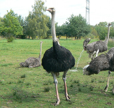 Westprignitz Ostrich Farm and Farm Shop
