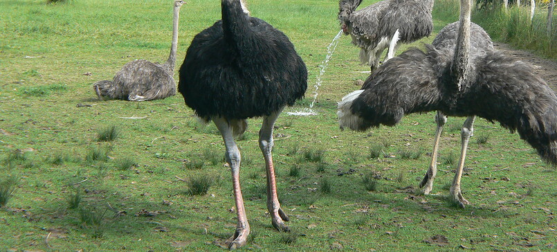 Westprignitz Ostrich Farm and Farm Shop