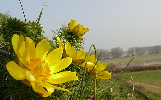 Adonisröschen, Foto: Sandra Ziesig