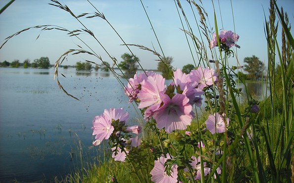 Malve - alte Heilpflanze am Ufer, Foto: Michael Ilg