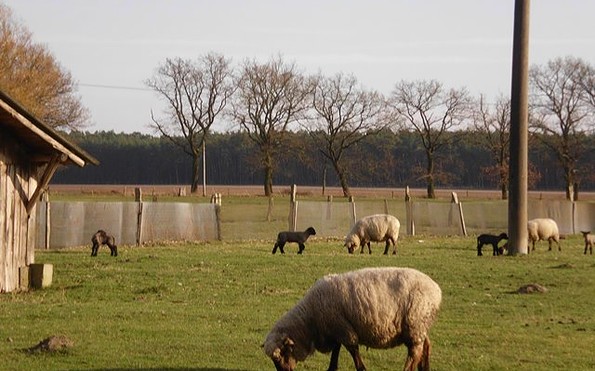Schafe am Dorfanger