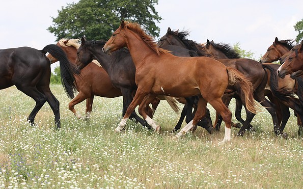 Pferde im Seenland Oder-Spree, Foto: Katrin Riegel