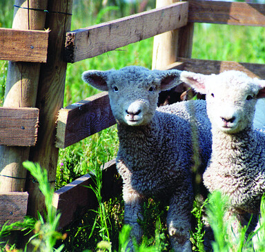 Milchschafhof Streganzberg Milk-Sheep Farm