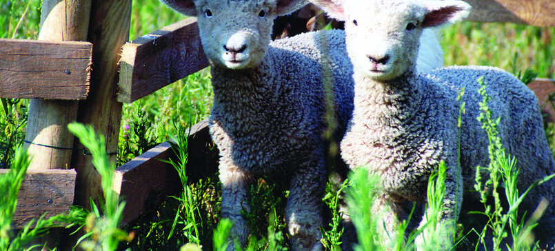 Milchschafhof Streganzberg Milk-Sheep Farm