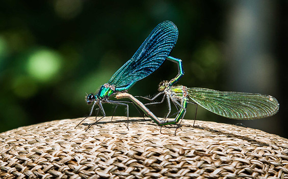 Blauflügel-Prachtlibellen im Hochzeitsflug, Foto: Peter Becker