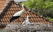 Altvogel mit Jungstörchen im Nest, Foto: Peter Becker