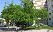 Maulbeerbaum und Blumenuhr in Erkner, Foto: Stadt Erkner