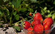 Erdbeeren ernten Sie auf dem Erdbeerfeld bei Missen, Foto: Peter Becker