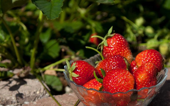 Erdbeeren ernten Sie auf dem Erdbeerfeld bei Missen, Foto: Peter Becker