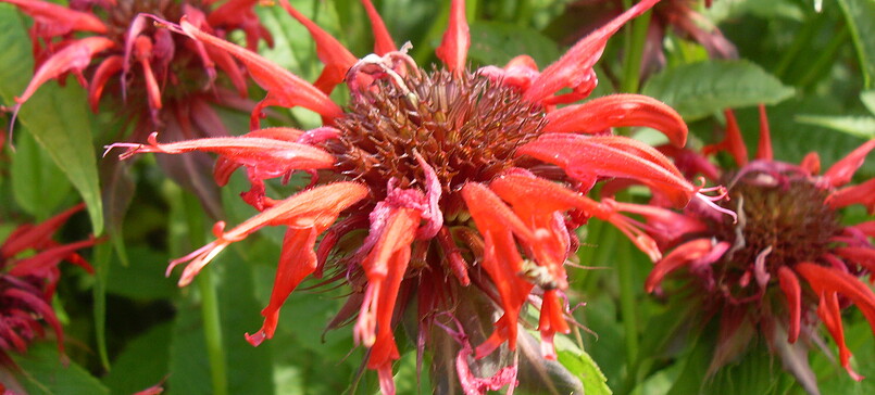Farm Shop at Bauernhof Rademacher