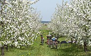 Radfahrer in Werder (Havel) zur Baumblüte, Foto: TMB Fotoarchiv/York Maecke