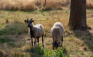 Schafe im Gutspark Dahlen, Foto: TMB-Fotoarchiv/ScottyScout