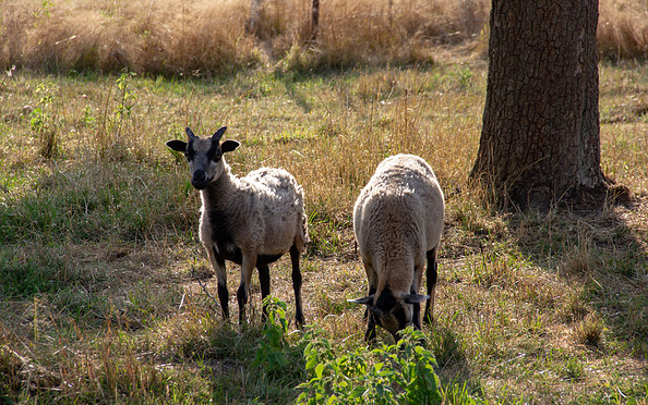 Schafe im Gutspark Dahlen, Foto: TMB-Fotoarchiv/ScottyScout
