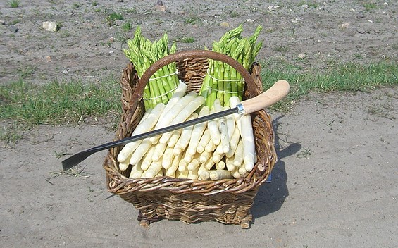 Spargelhof Jürgen Falkenthal, asparagus farm