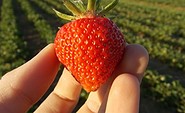 Erdbeere, Foto: Pomona Gartenbau GmbH &amp; Co. KG