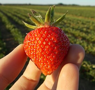 Pomona Gardening - Pick Your Own Fruit in Elisenau