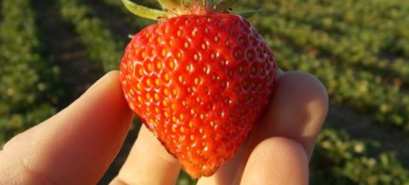 Pomona Gardening - Pick Your Own Fruit in Elisenau