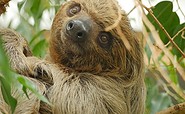 Faultier Carlo, Foto: Zoo Hoyerswerda