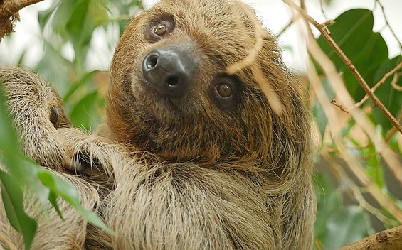 Faultier Carlo, Foto: Zoo Hoyerswerda