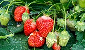 Erdbeeren, Foto: Spreewaldhof Niewitz