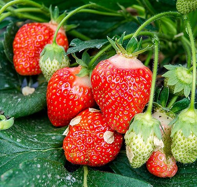 Spreewaldhof Farm Shop Niewitz