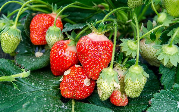 Erdbeeren, Foto: Spreewaldhof Niewitz
