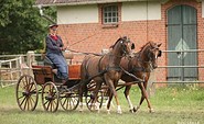 Training der Pferde, Foto: Boiselle