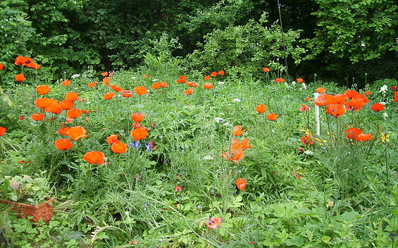 Blick in den Garten, Foto: Kornelia Eberhardt