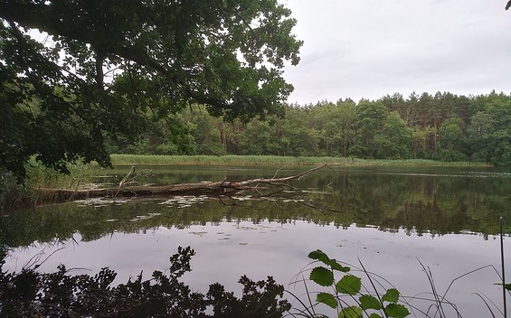 Kesselsee bei Altfriedland, Foto: Katrin Suhr