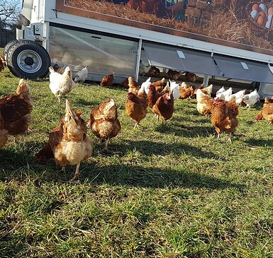 Templiner Landprodukte, farm products