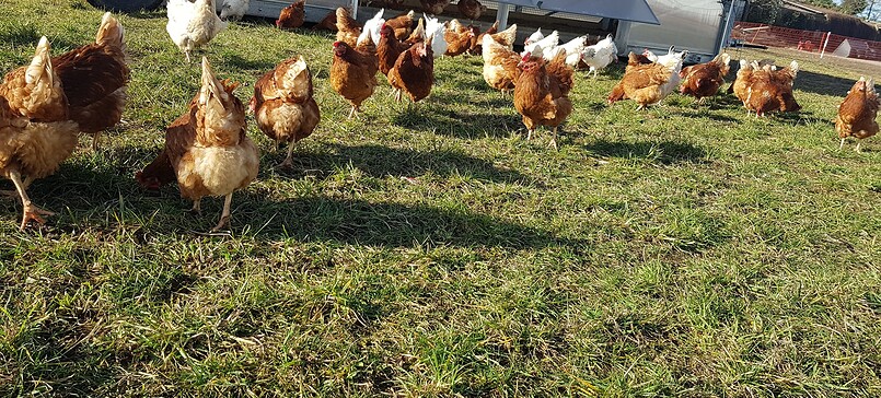 Templiner Landprodukte, farm products