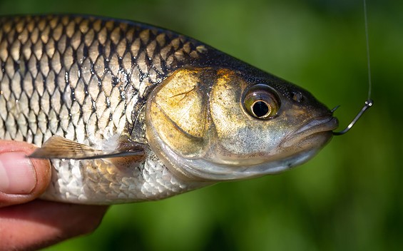 Döbel, Foto: Florian Läufer