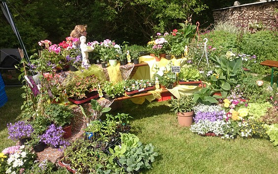 Gärtnerei Sommerfeld, Foto: Gärtnerei Sommerfeld